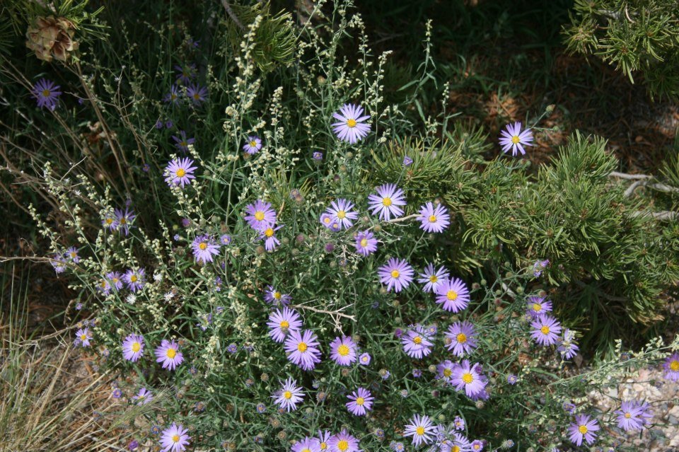 Florence Barron's album, Arizona Vacation 2012