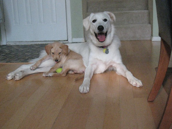 Nancy Batch's album, The puppies