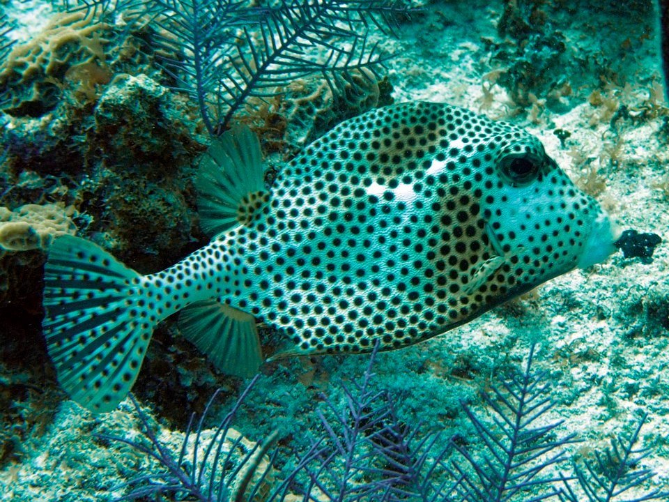 John Kotovsky's album, More Little Cayman 10-12