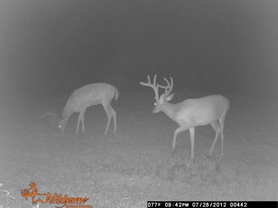 Todd Brouillard's album, Deer Camera