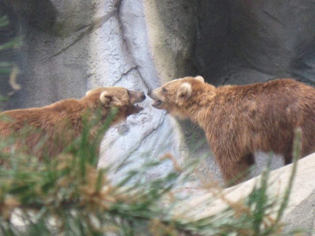 Nancy Reyes' album, Spring Break- Riverbanks Zoo