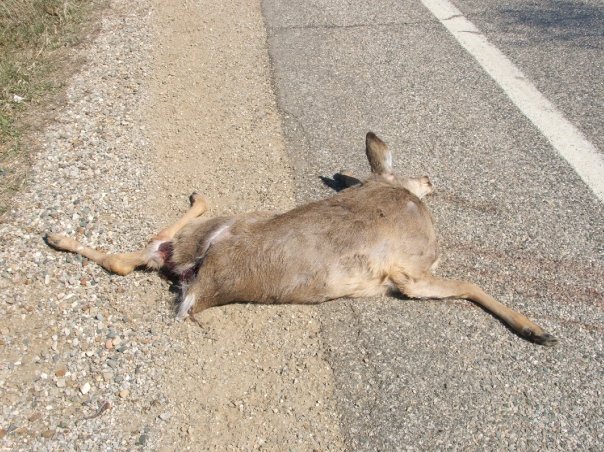 J B's album, Road Kill Album