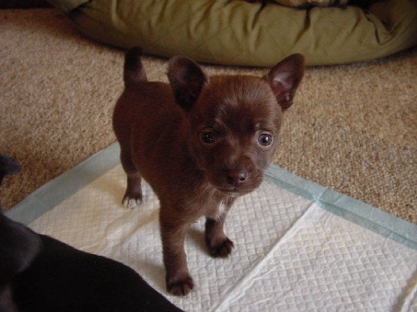 Abbagail Huntly's album, puppies