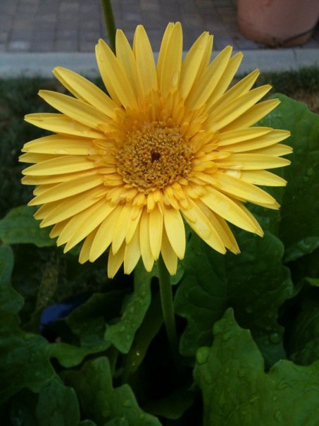 Cindy Johnson's album, Mobile Uploads