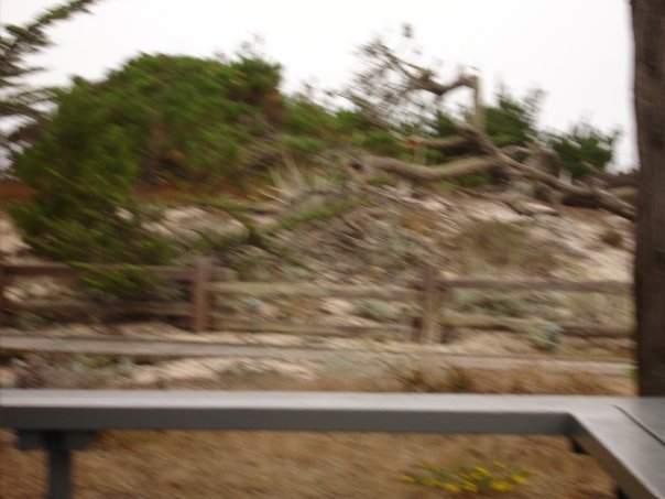 Debbie Clark's album, Asilomar 2009