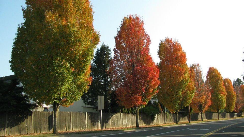 Lynn Adams' album, Oregon trip to Pacific University