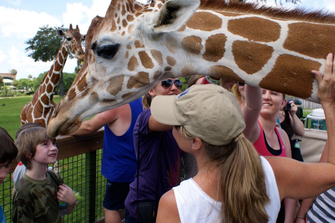 Jon Cluff's album, Busch Gardens Safari