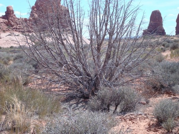 David Strong's album, MoabTrip