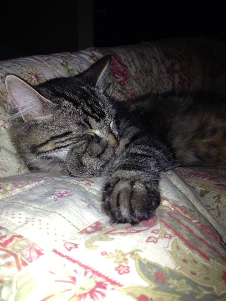 Barbara C. Alpine's album, Mobile Uploads