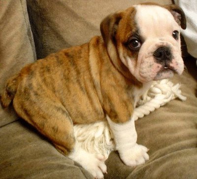 David Steath's album, Send Bulldog Puppies Photos