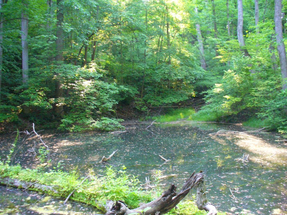 Jane Howard's album, John Bryan State Park, Clifton Gorge and Glen Helen