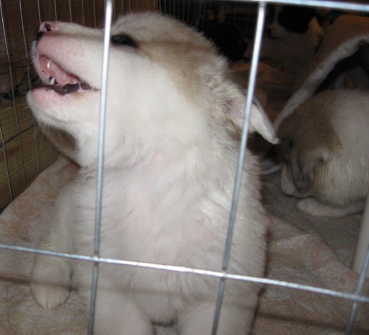 Sharon Drube's album, Zira and the Shakespeare pups
