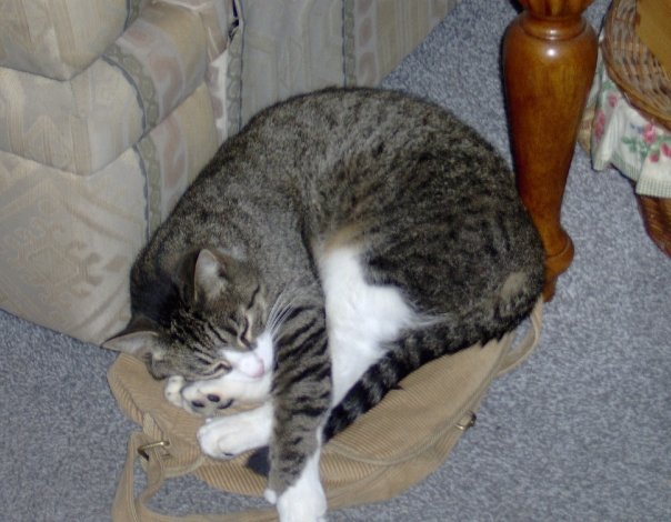 Debra Gamsby's album, Pets