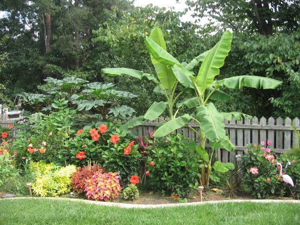 Sharon Moore's album, Missing My Garden