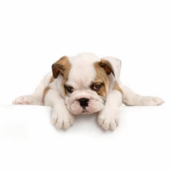 David Steath's album, Send Bulldog Puppies Photos