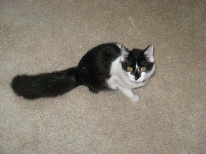 William Yost's album, fluff
