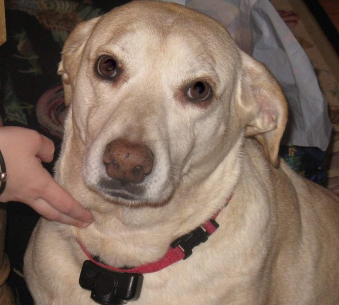 Sharon Coppock's album, Profile Pictures