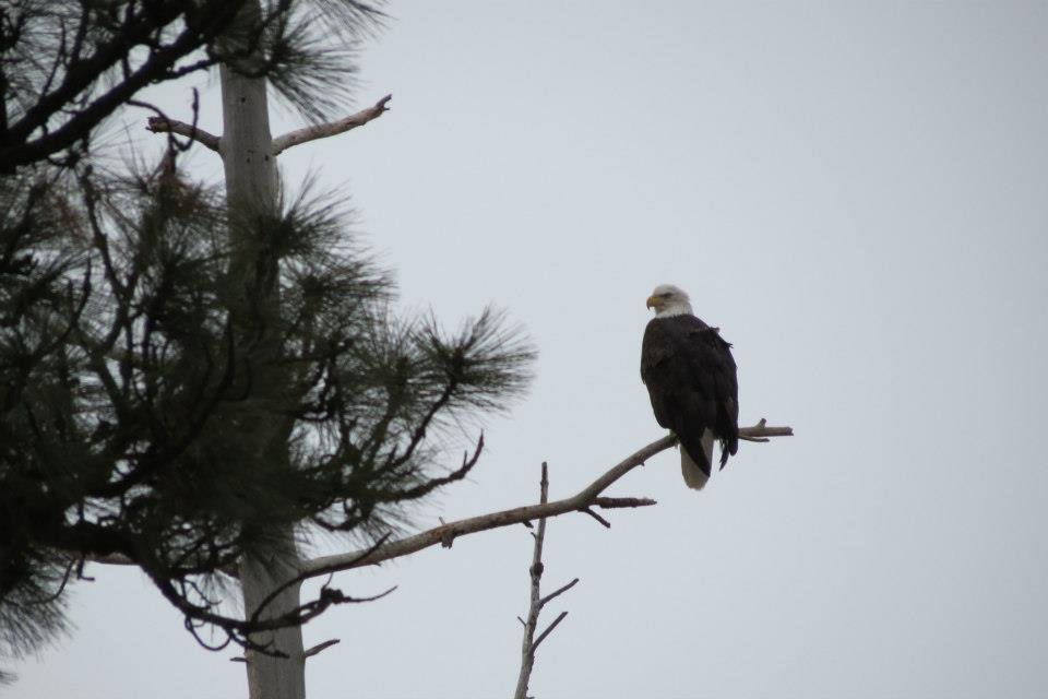 Donna Fladager's album, Lots of Wildlife