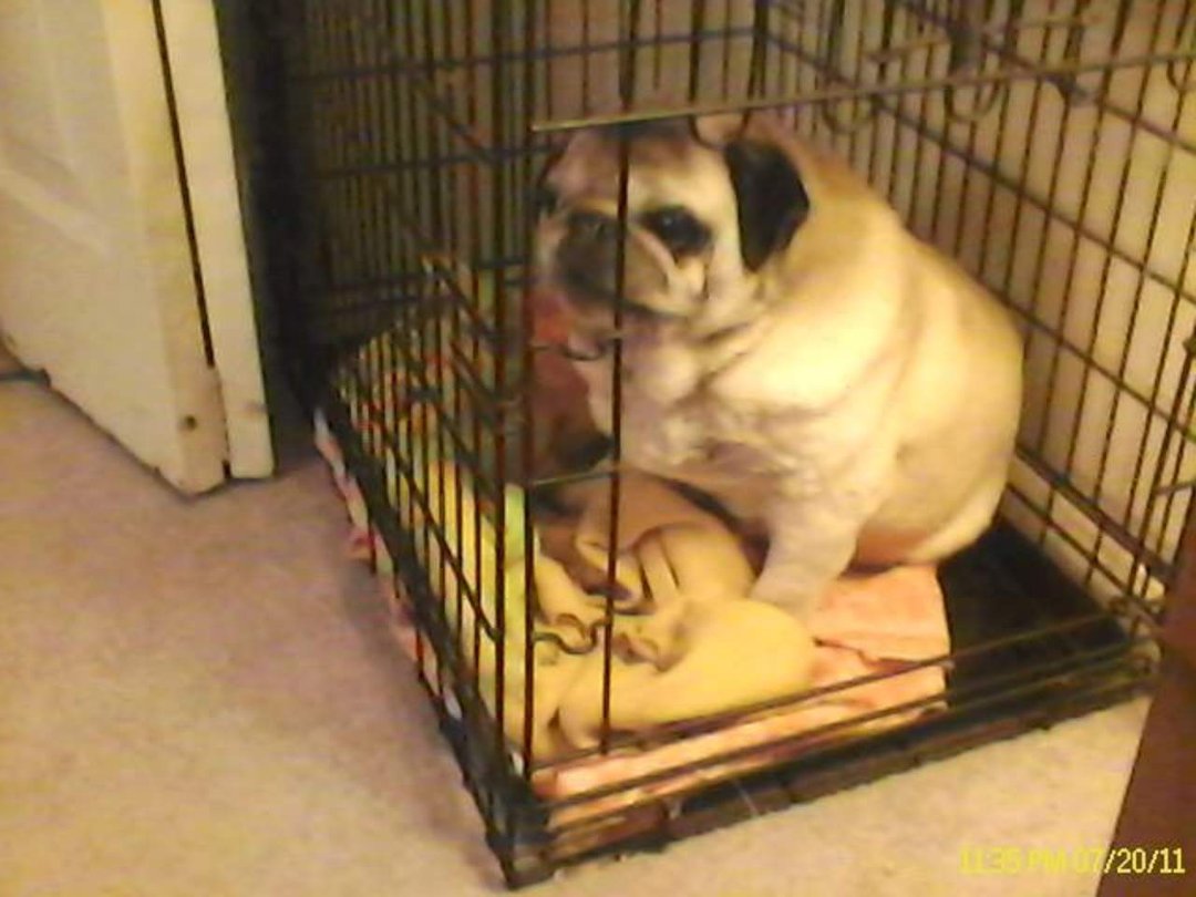 Robert Dunas' album, JIMMY the Pug - In Loving Memory