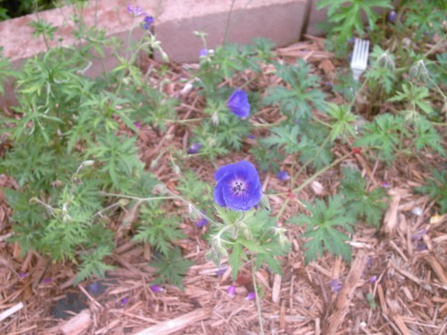 Joyce Pedersen's album, July 2011 garden