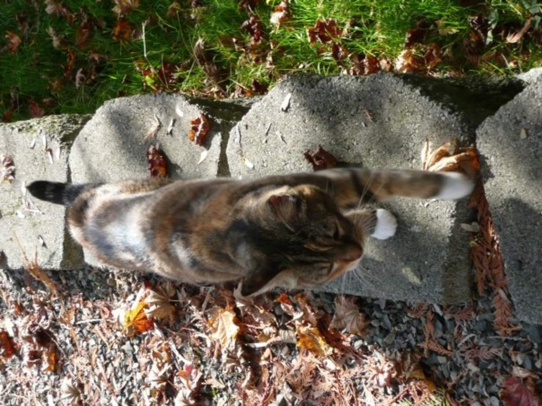 Dan Sivertsen's album, Z Cats