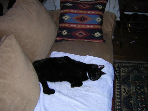 Michael Segle's album, New Year Cats