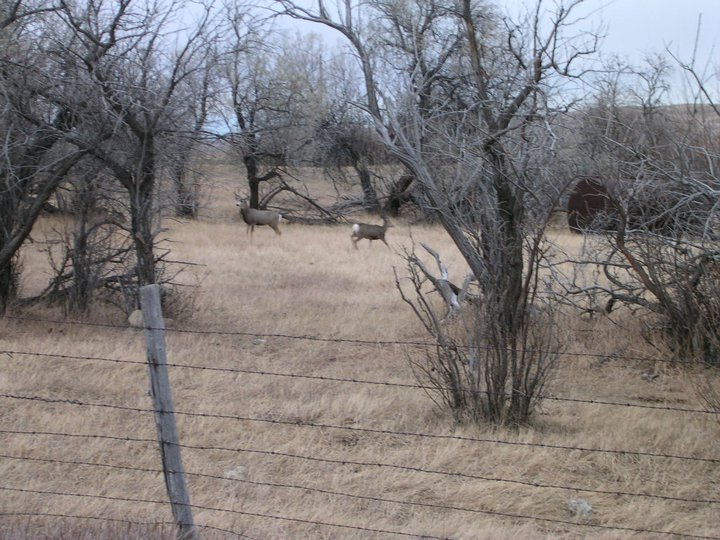 Douglas Glover's album, Hunting trip to MT 11/10