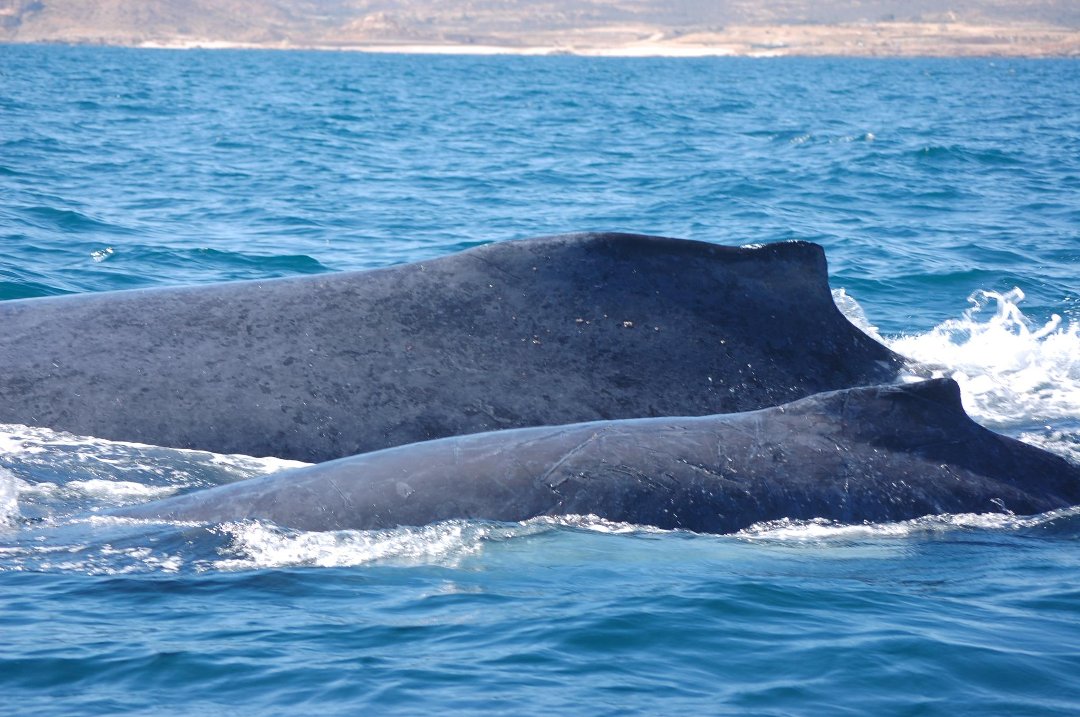 Kathy Doe's album, Cabo Experience
