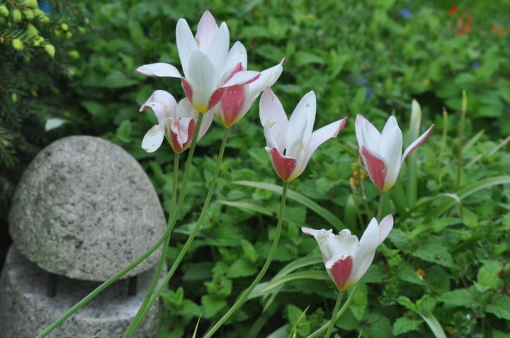 John Mahtab's album, Garden June, 2011