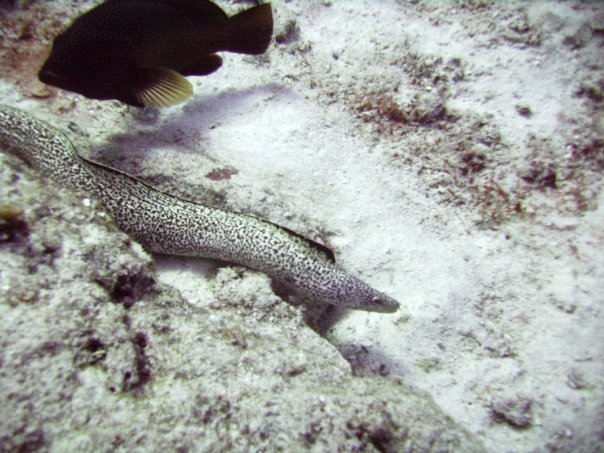 Tim Barker's album, Cozumel 4