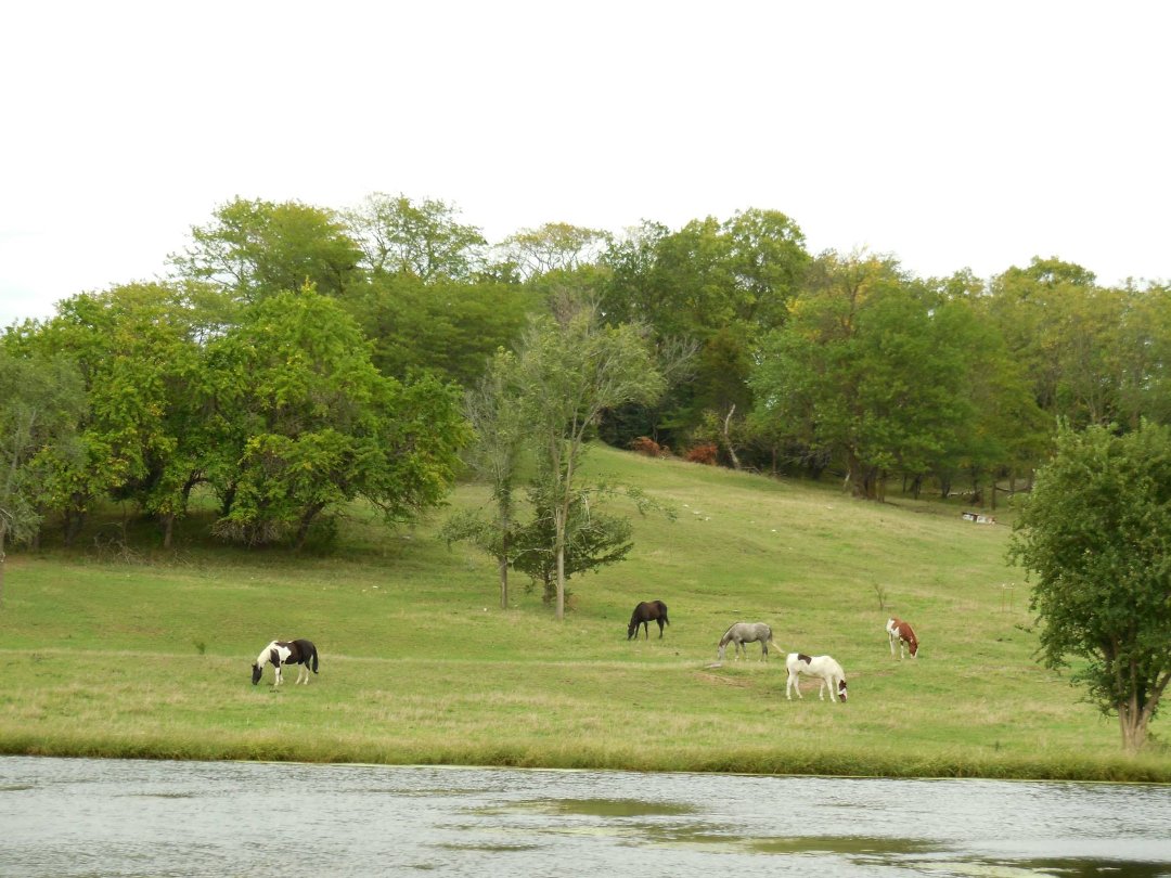 John Ard's album, Lily meets Jake, Koda and Whiskey