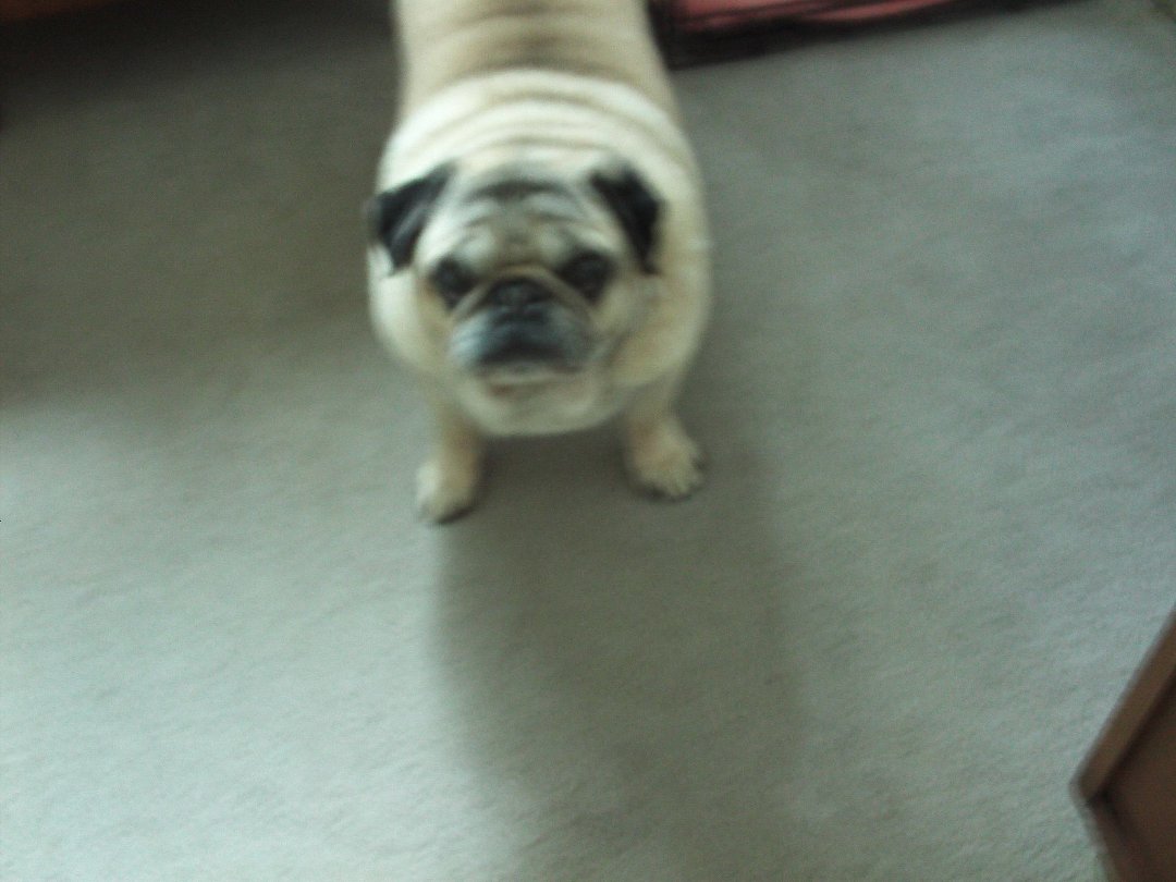 Robert Dunas' album, JIMMY the Pug - In Loving Memory