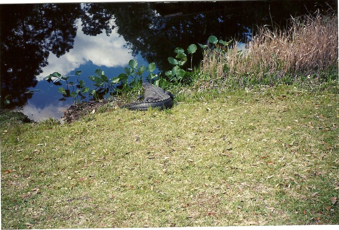 Karla Denney's album, Okefenokee Swamp 2000