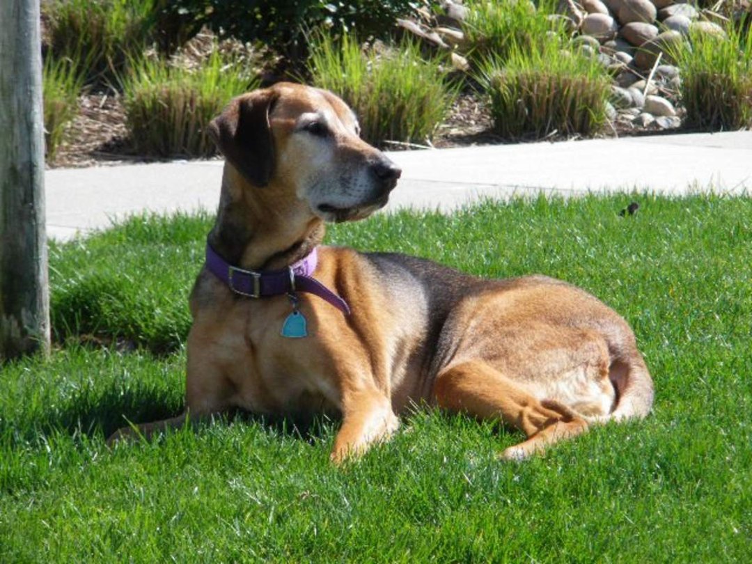 Jay Morford's album, Sadie Ladie, The Original "Roo" 1995 - 2011
