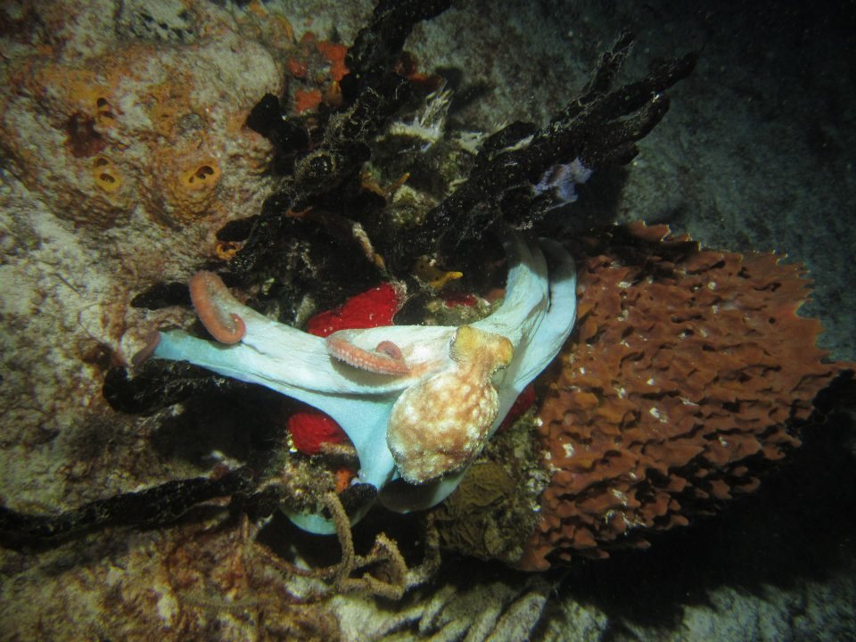 Monica Braley's album, Cozumel March 2012