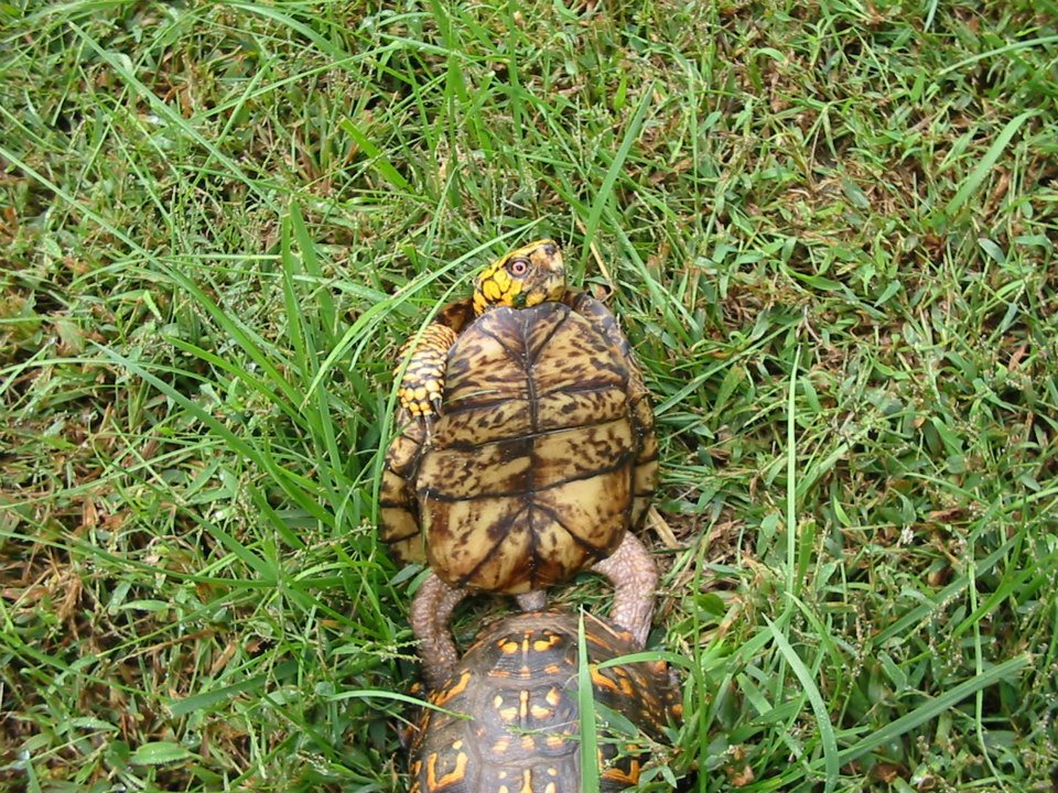 Cind Bell's album, Bad turtles