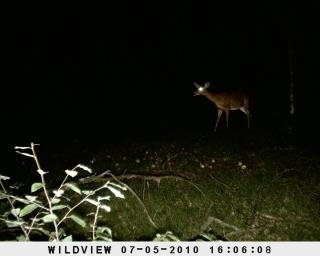Timothy Lorey's album, Deer Cam