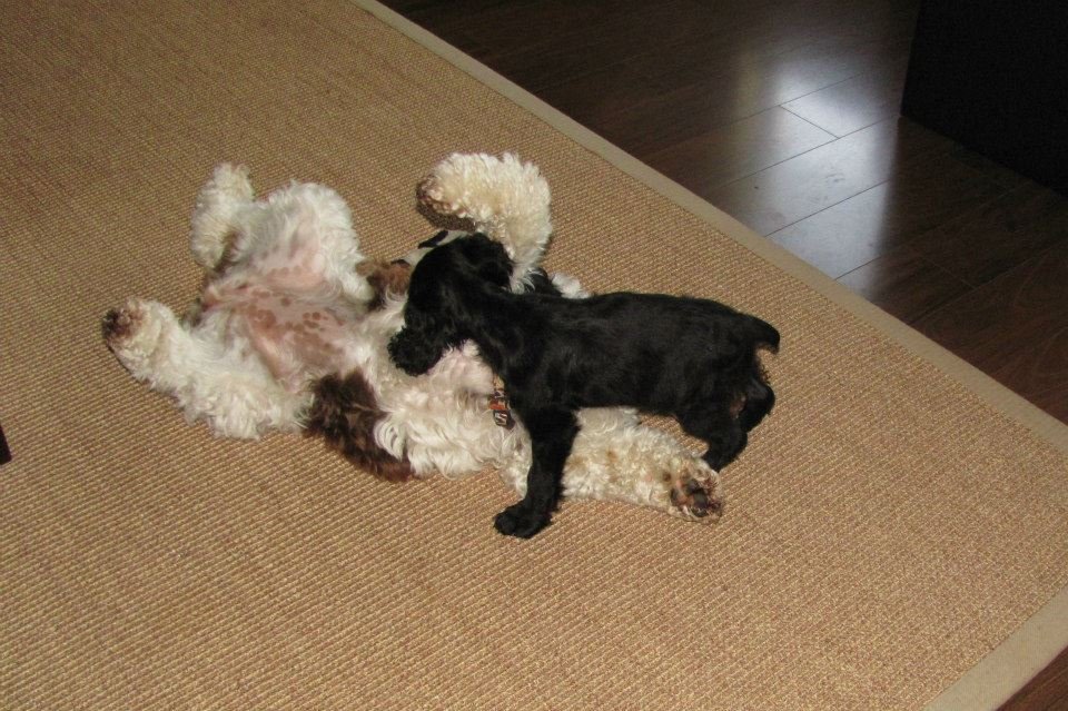 Dwight Bowen's album, Our new addition: Maggie