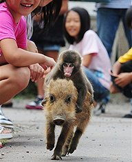 Jerry Decastro's album, monkey