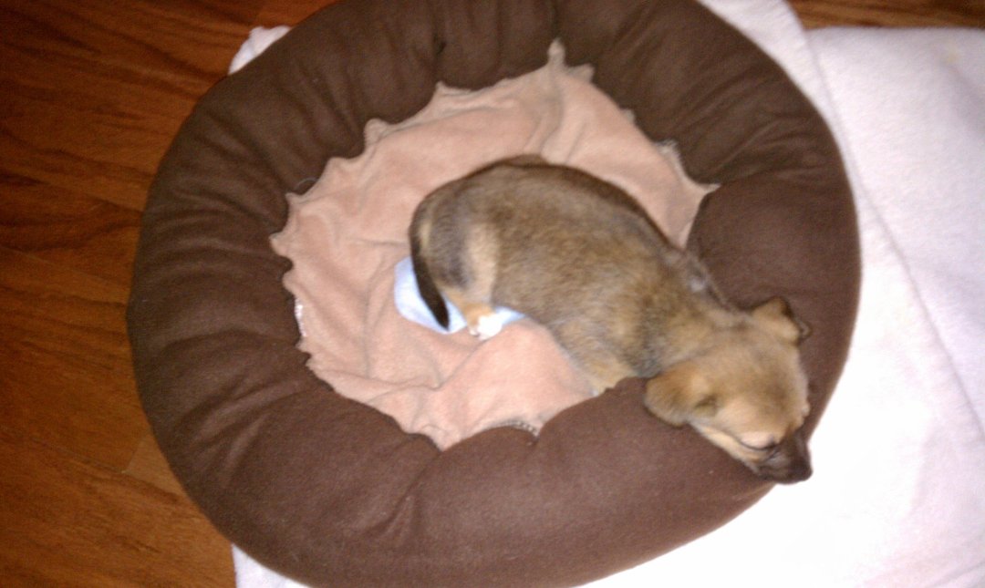 Brenda Cannington's album, New baby girl needs a name