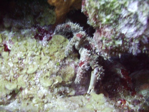 Tim Barker's album, Cozumel 4