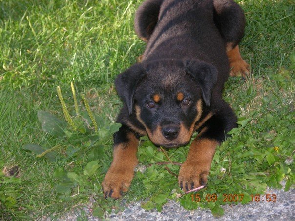 Nancy Calla's album, Bella , (new family addition)