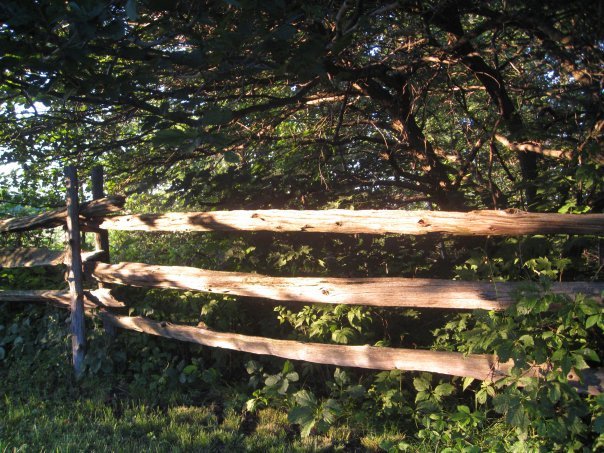 Christopher Pennington's album, Our backyard