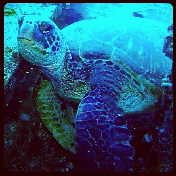 Daniela Burbage's album, #MauiMoment Photos