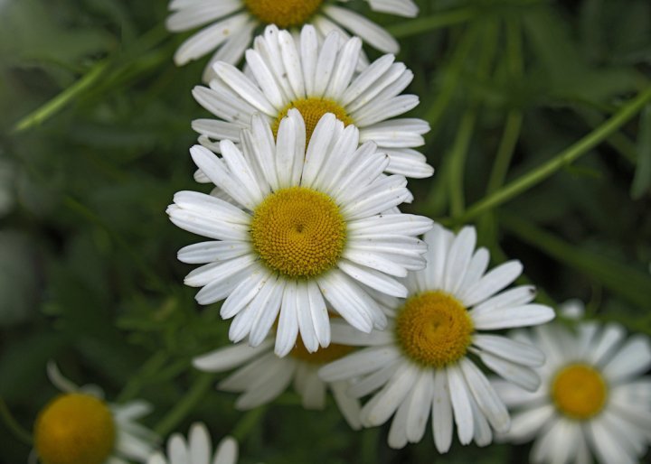 Robert Chapman's album, Spring Flowers