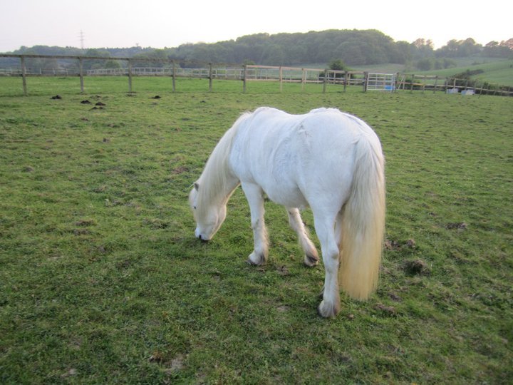 Catherine Phillips' album, Horses