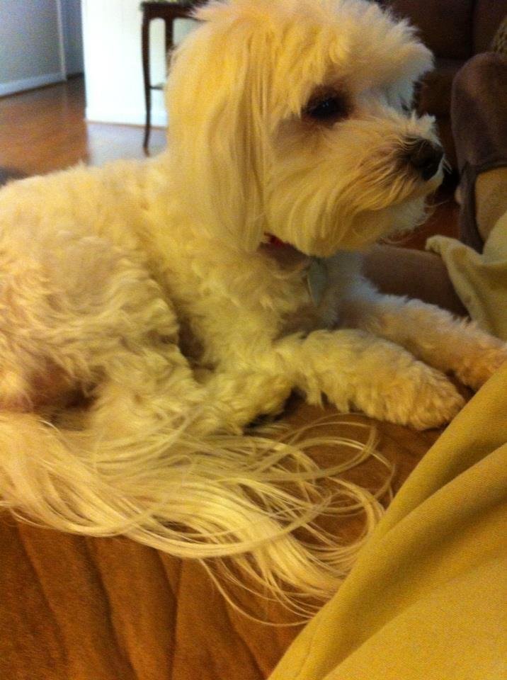 James Smith's album, iOS Photos