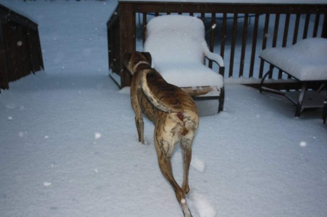Brandy Krediet's album, The Snow of 2009