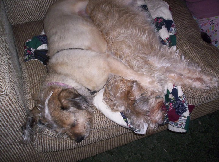 gary booth's album, friends and pets