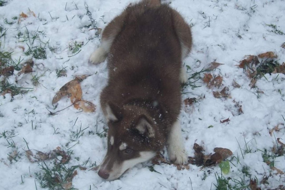 Gail Bates' album, Husky Puppy